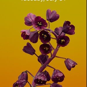 Meet your Posher, Trisha